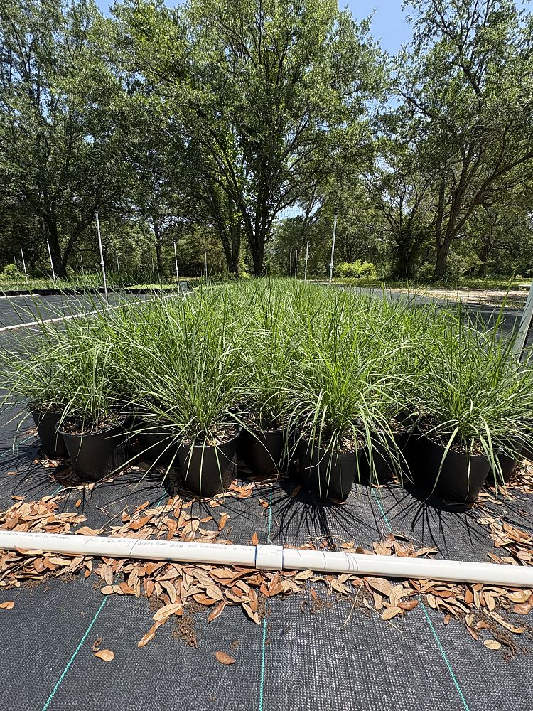 eragrostis-spectabilis-purple-lovegrass