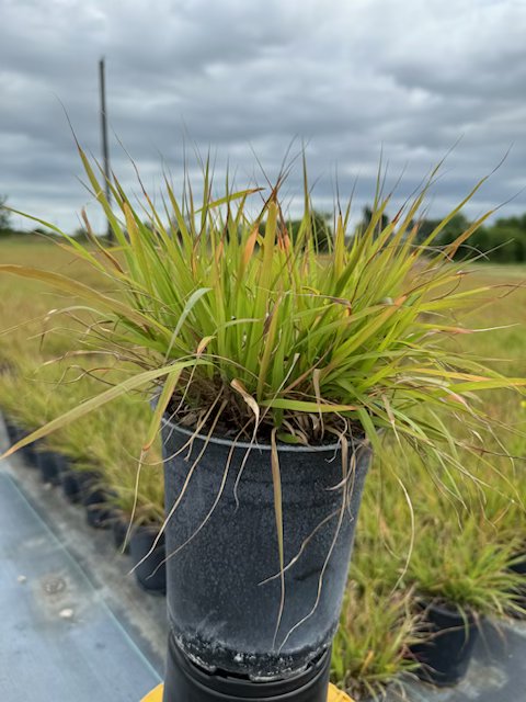 eragrostis-spectabilis-purple-lovegrass