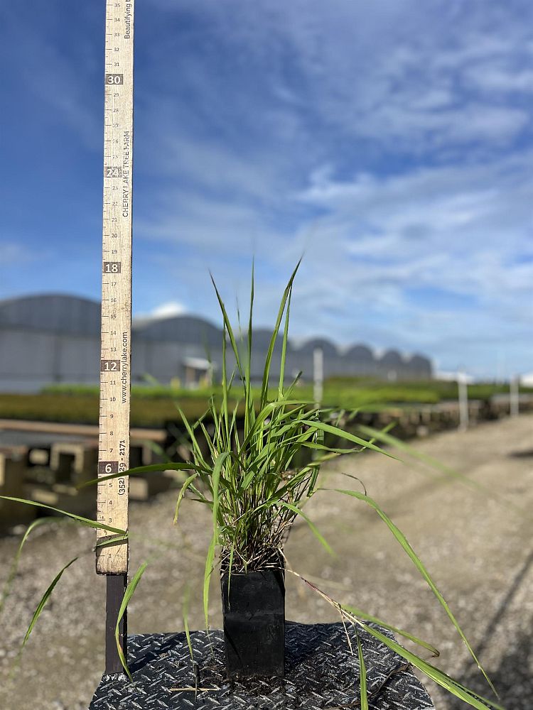 eragrostis-spectabilis-purple-lovegrass