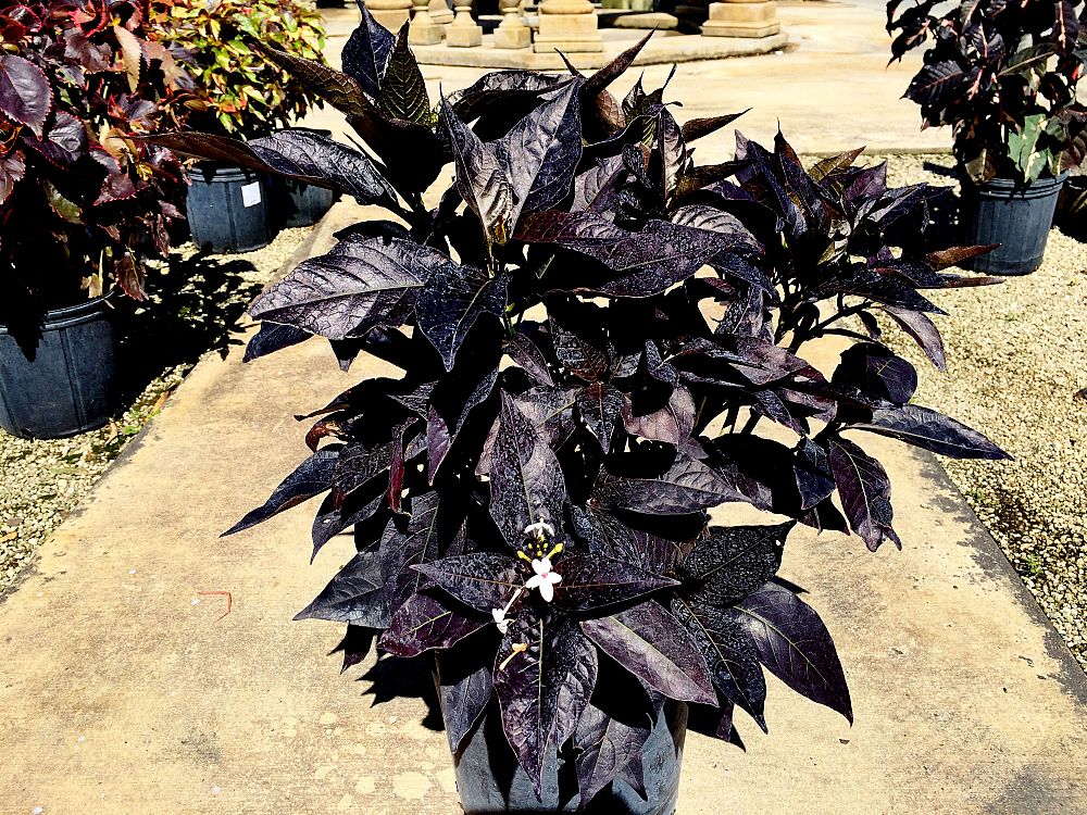 eranthemum-nigrum