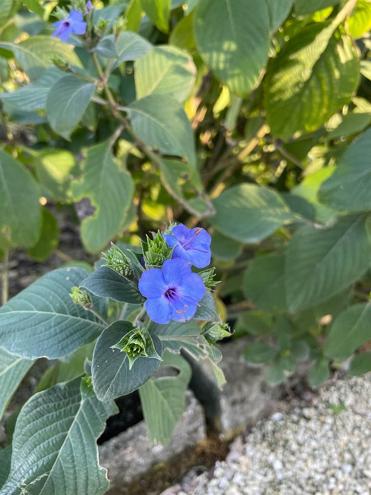 eranthemum-pulchellum-blue-sage