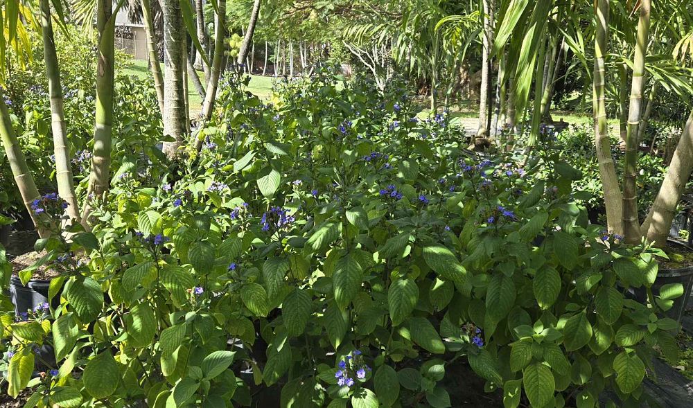eranthemum-pulchellum-blue-sage