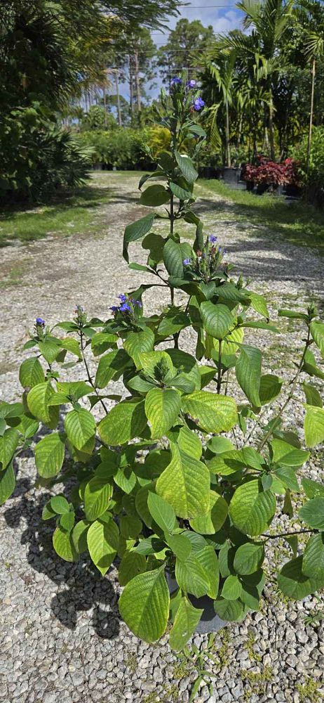 eranthemum-pulchellum-blue-sage