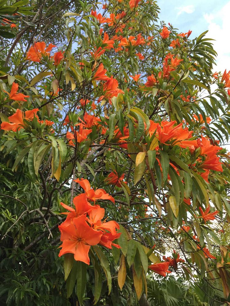 erblichia-odorata