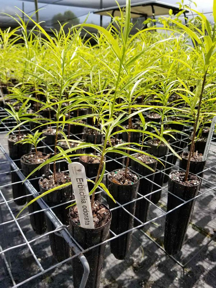erblichia-odorata