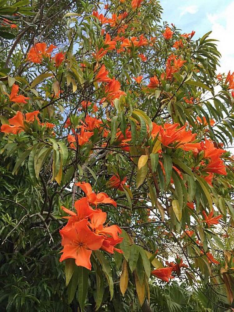 erblichia-odorata