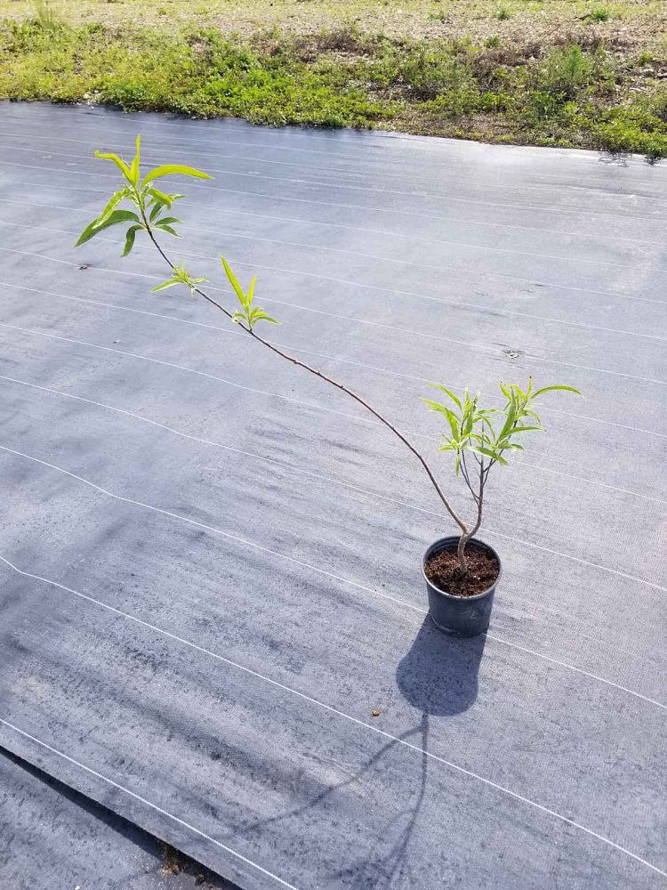 erblichia-odorata