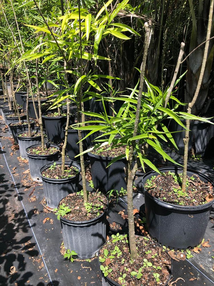 erblichia-odorata