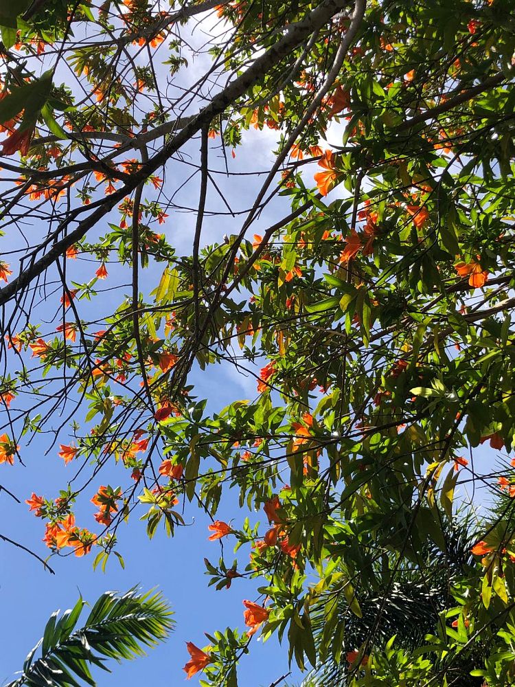 erblichia-odorata