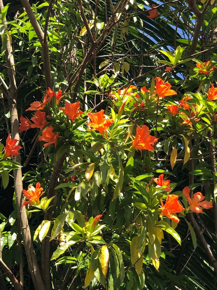 erblichia-odorata