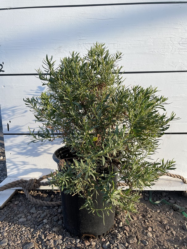 eremophila-glabra-fuchsia-bush-common-emu-bush