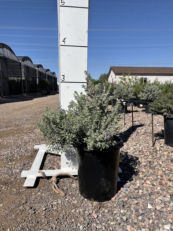 eremophila-hygrophana-blue-emu-bush