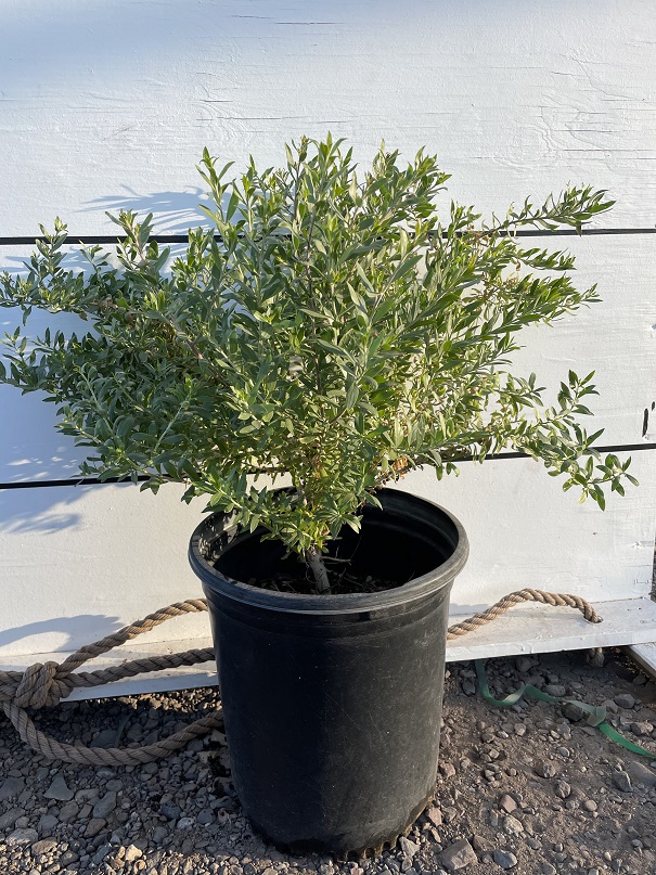 eremophila-maculata