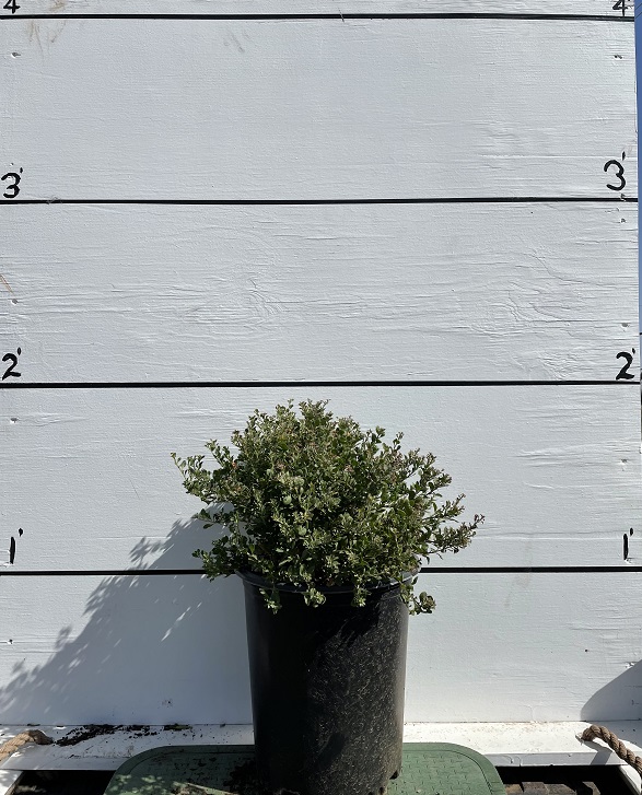 eremophila-maculata-valentine