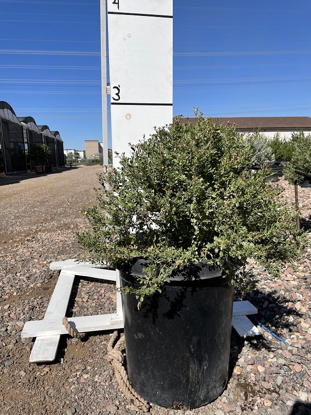 eremophila-maculata-valentine