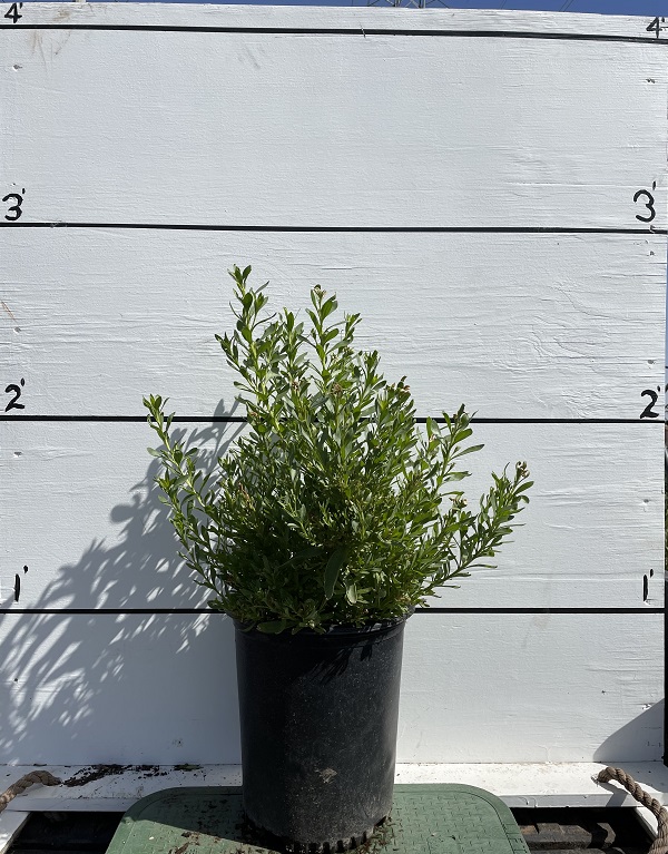 eremophila-racemosa-emu-bush