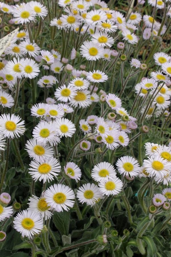 erigeron-pulchellus-lynnhaven-carpet-robin-s-fleabane-robin-s-plantain