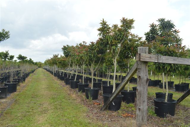 eriobotrya-deflexa-bronze-loquat