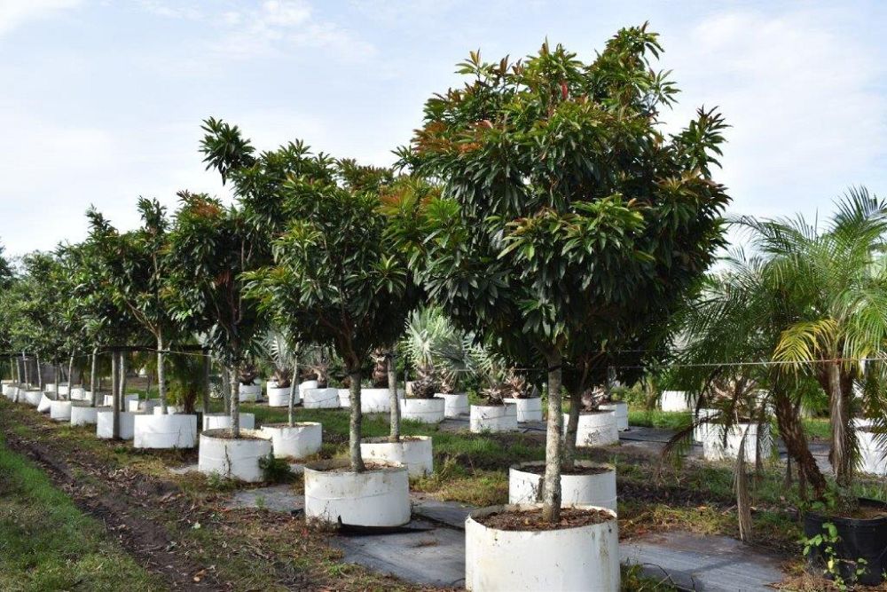 eriobotrya-deflexa-bronze-loquat