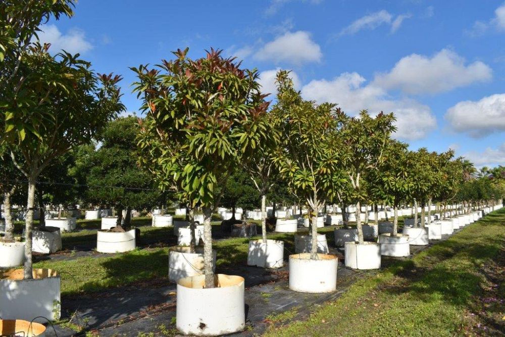 eriobotrya-deflexa-bronze-loquat