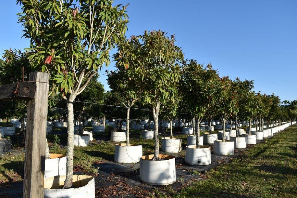 eriobotrya-deflexa-bronze-loquat