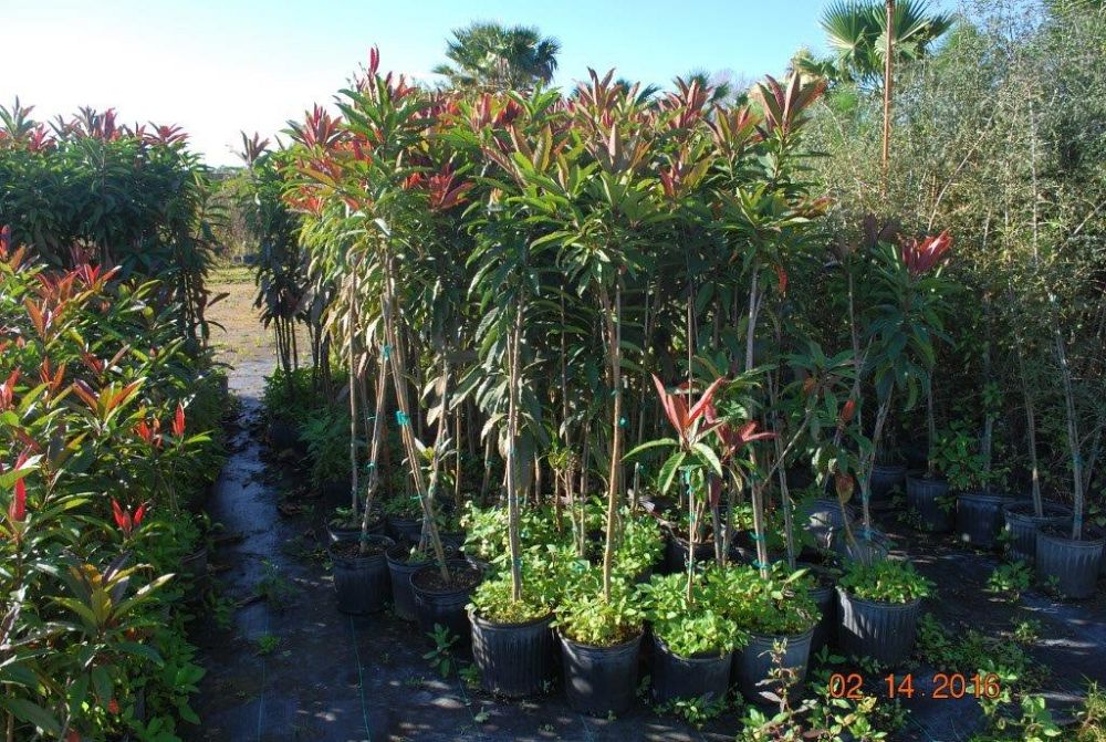 eriobotrya-deflexa-bronze-loquat