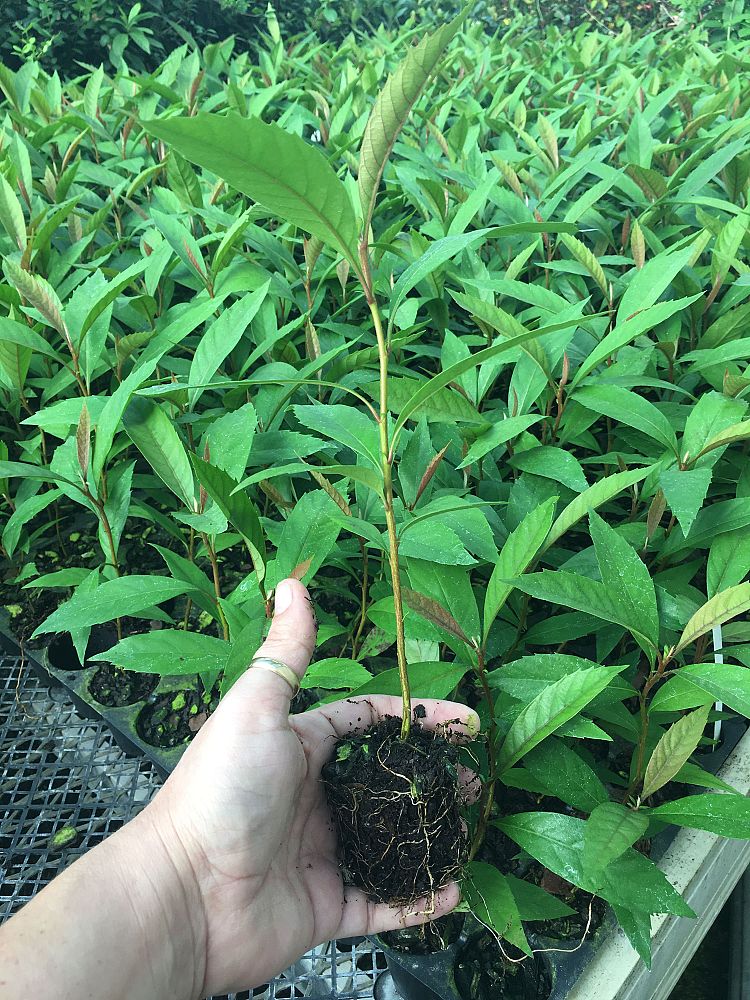 eriobotrya-deflexa-bronze-loquat