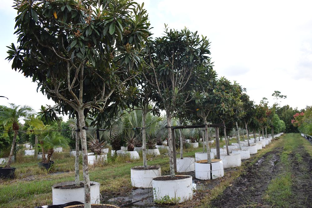 eriobotrya-deflexa-bronze-loquat