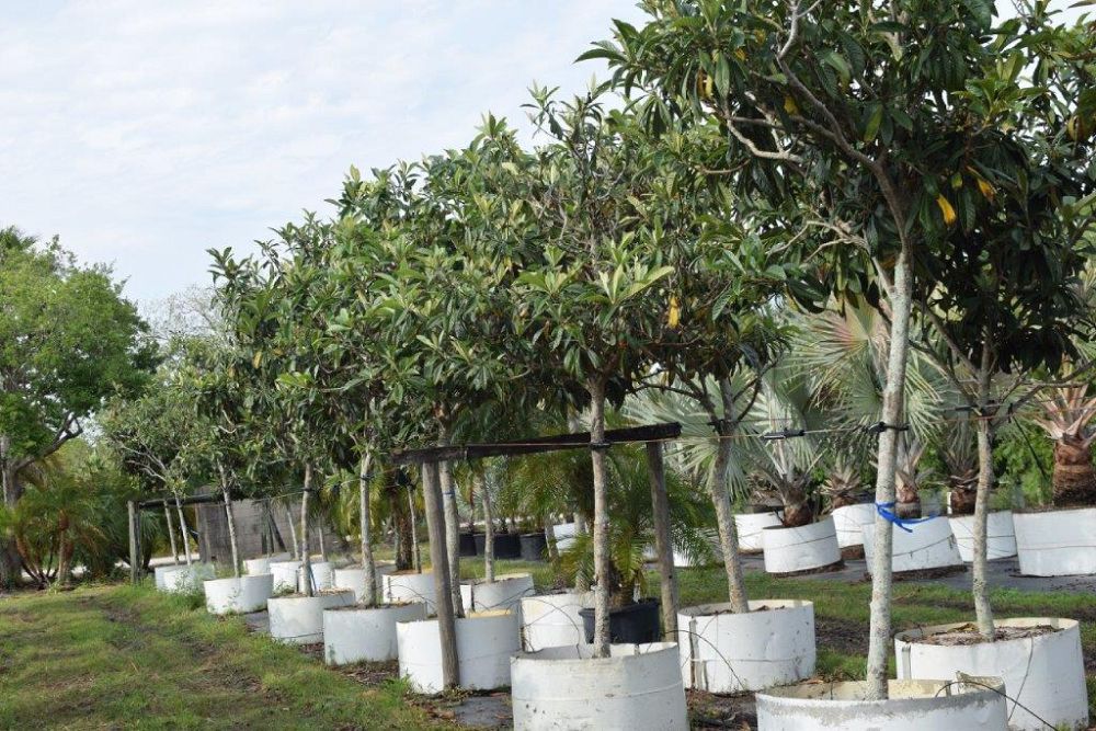 eriobotrya-deflexa-bronze-loquat