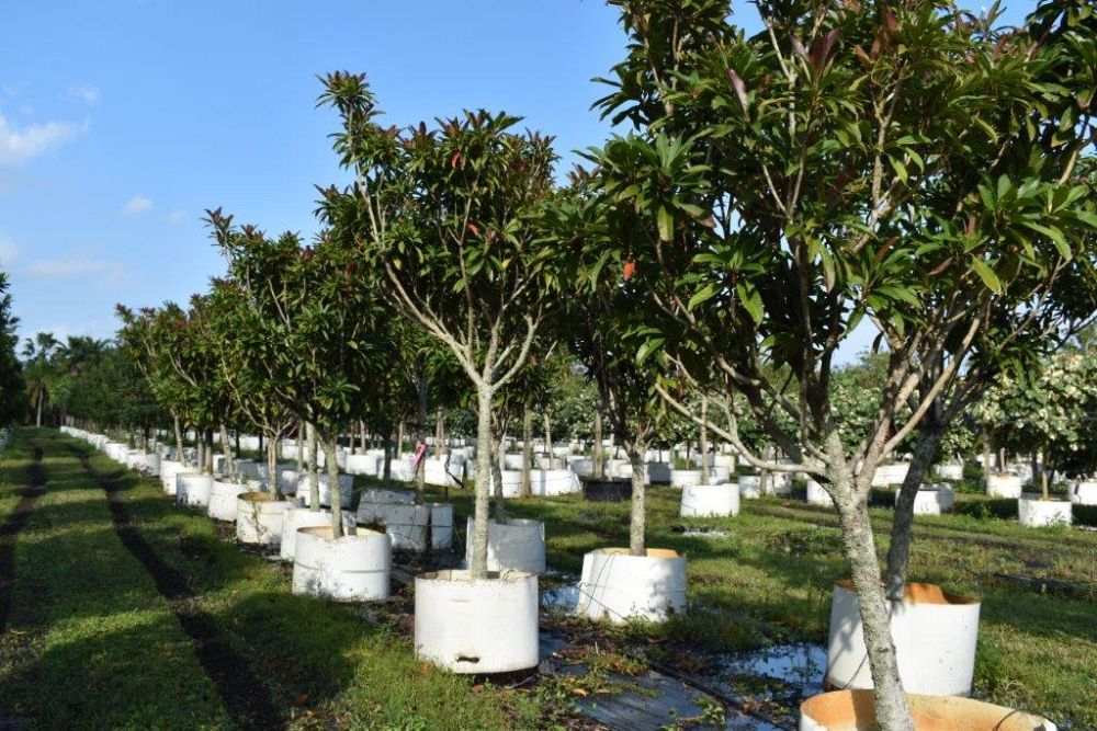 eriobotrya-deflexa-bronze-loquat