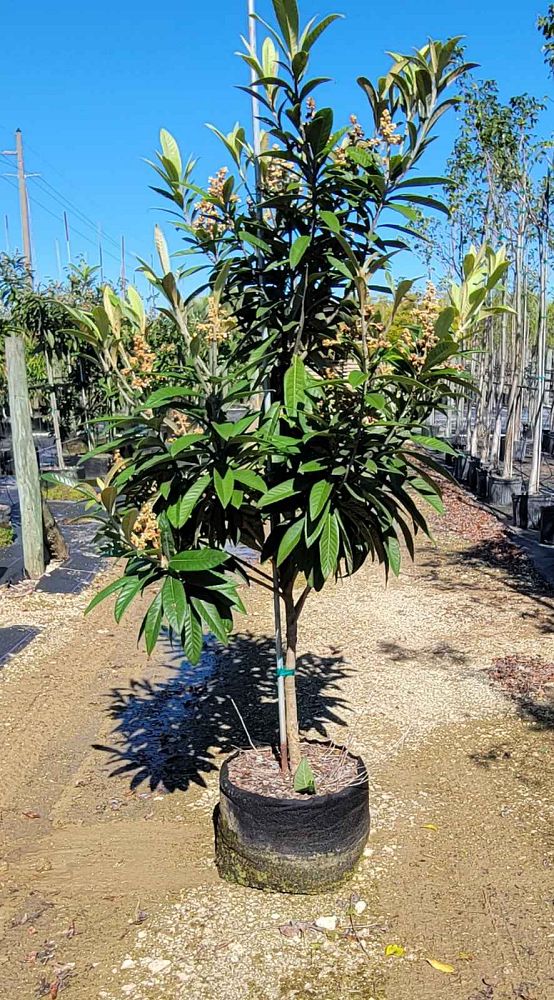 eriobotrya-japonica-champagne-japanese-plum-loquat