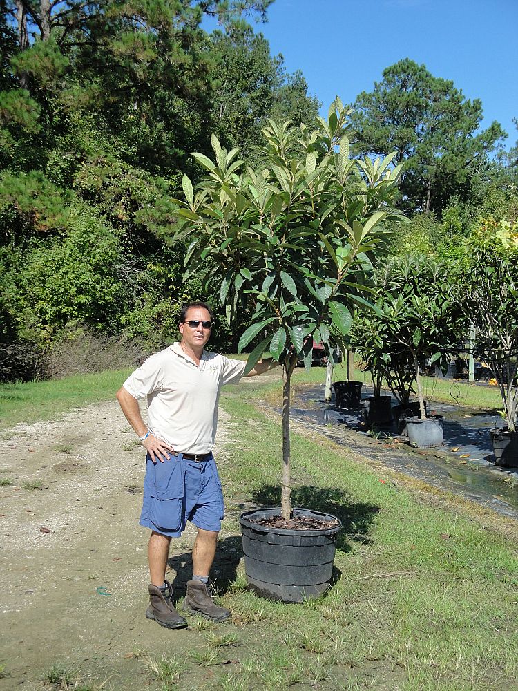 eriobotrya-japonica-loquat-edible-japanese-plum
