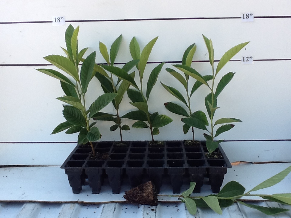 eriobotrya-japonica-loquat-edible-japanese-plum