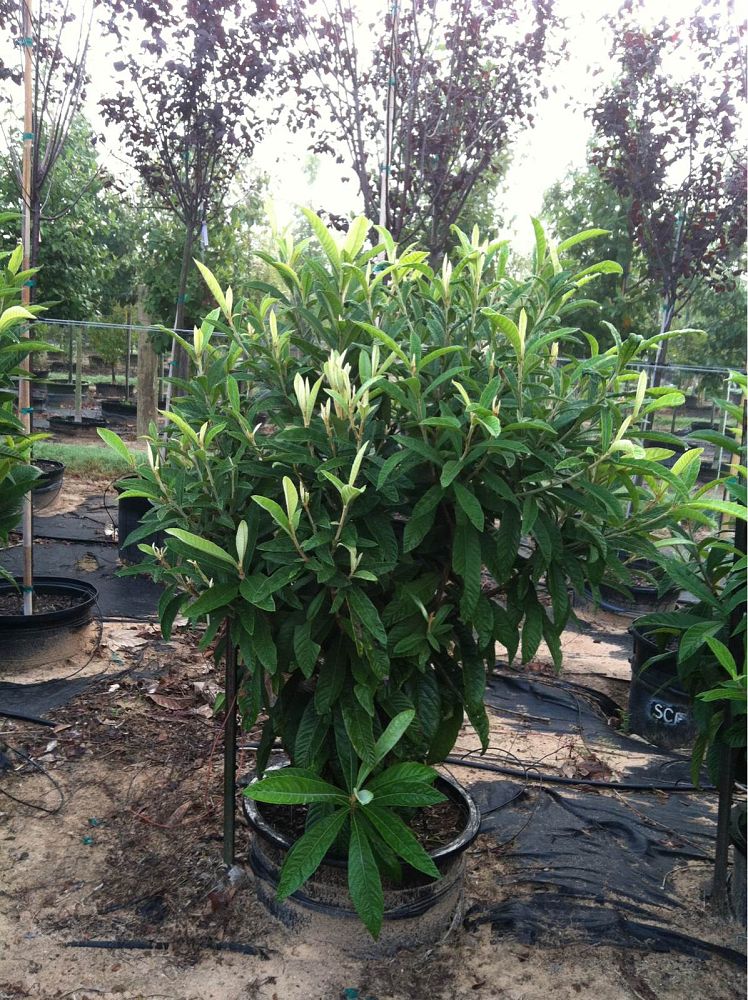 eriobotrya-japonica-loquat-edible-japanese-plum