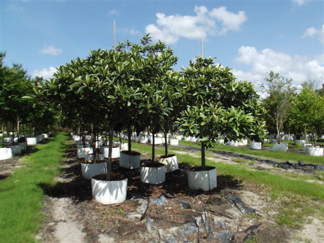 eriobotrya-japonica-loquat-edible-japanese-plum