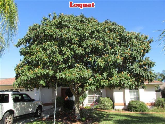 eriobotrya-japonica-loquat-edible-japanese-plum
