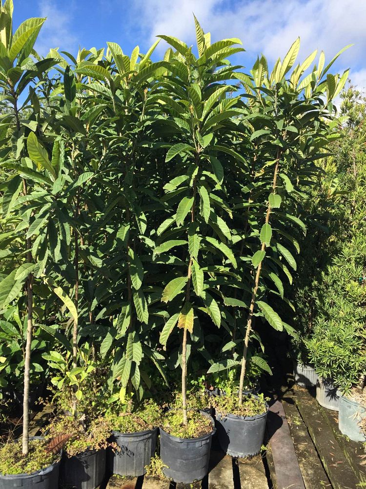 eriobotrya-japonica-loquat-edible-japanese-plum