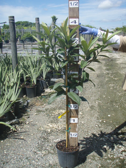eriobotrya-japonica-loquat-edible-japanese-plum