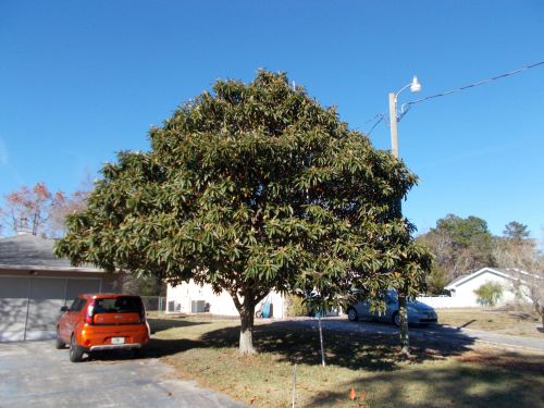 eriobotrya-japonica-loquat-edible-japanese-plum