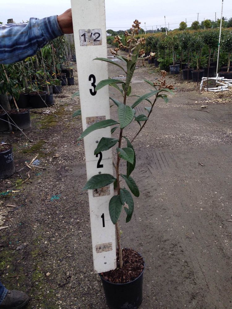eriobotrya-japonica-loquat-edible-japanese-plum