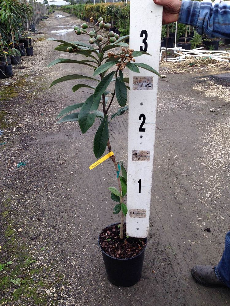 eriobotrya-japonica-loquat-edible-japanese-plum