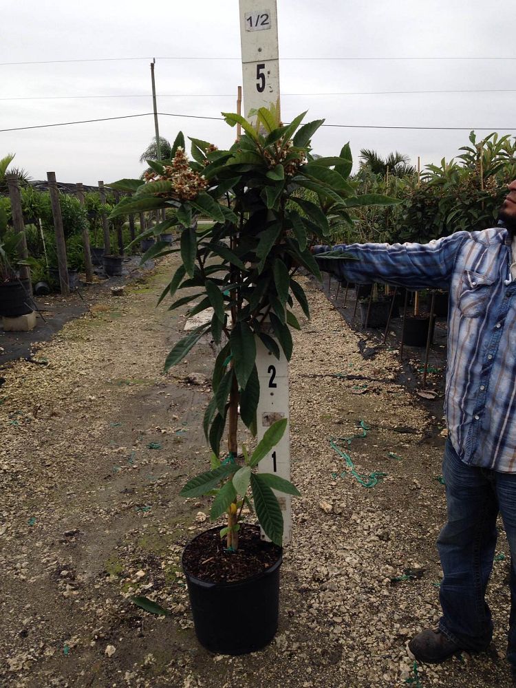 eriobotrya-japonica-loquat-edible-japanese-plum