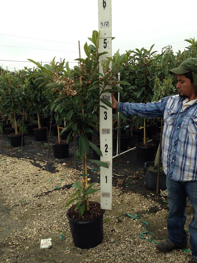 eriobotrya-japonica-loquat-edible-japanese-plum