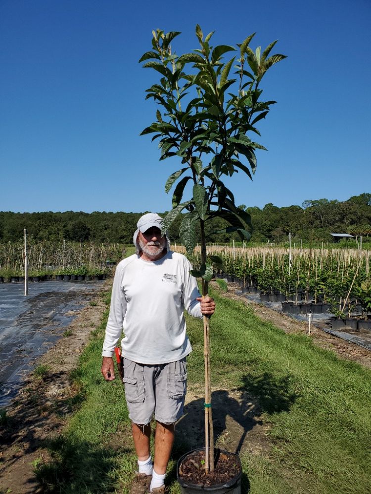 eriobotrya-japonica-loquat-edible-japanese-plum