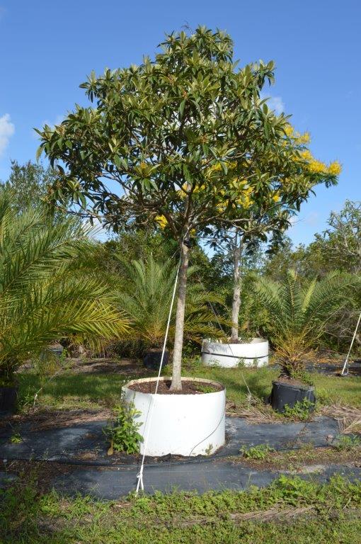 eriobotrya-japonica-loquat-edible-japanese-plum