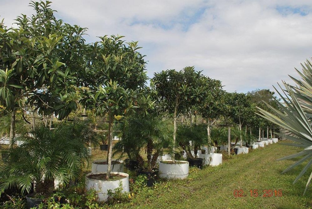eriobotrya-japonica-loquat-edible-japanese-plum
