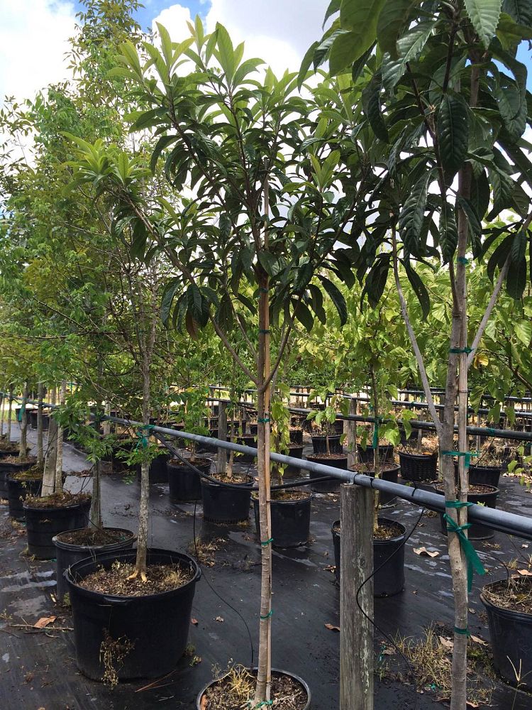 eriobotrya-japonica-loquat-edible-japanese-plum