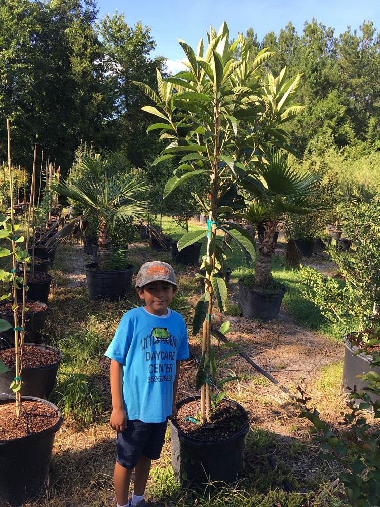eriobotrya-japonica-loquat-edible-japanese-plum