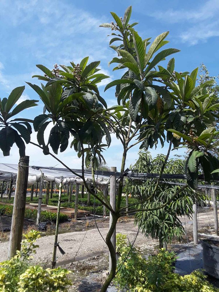 eriobotrya-japonica-loquat-edible-japanese-plum