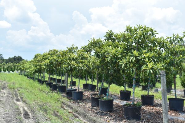eriobotrya-japonica-loquat-edible-japanese-plum